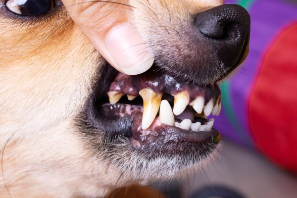 犬の歯石